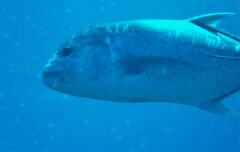 Caranx ignobilis
