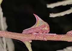 Umbonia