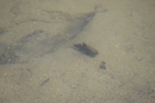 Cryptocentrus leucostictus