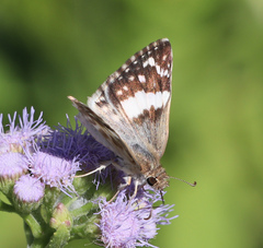 Heliopetes domicella