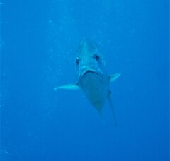 Caranx ignobilis