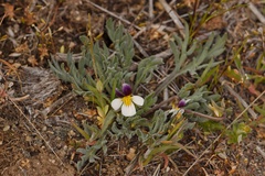Viola beckwithii