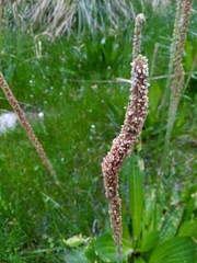 Plantago australis