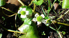 Caltha natans