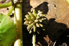 Caltha natans