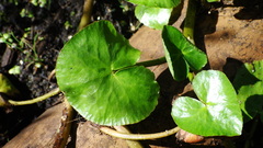 Caltha natans