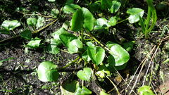 Caltha natans