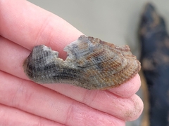 Lamarcka imbricata