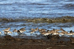 Calidris pusilla