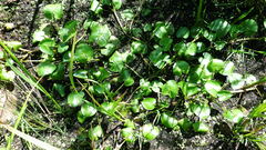 Caltha natans