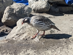 Tetraogallus tibetanus