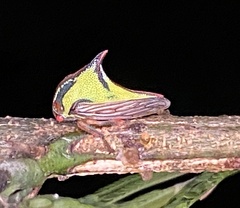 Umbonia
