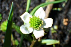 Caltha natans
