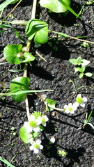 Caltha natans