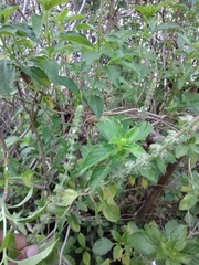 Ocimum campechianum