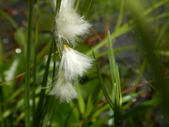 Eriophorum gracile