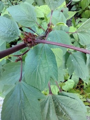 Hibiscus sabdariffa