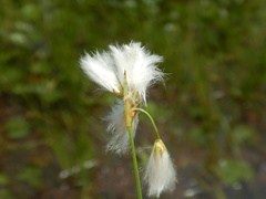 Eriophorum gracile