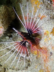 Pterois radiata