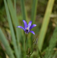 Brodiaea