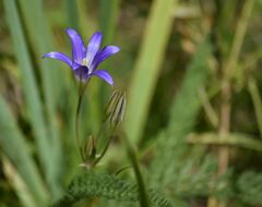 Brodiaea