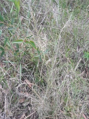 Eragrostis curvula