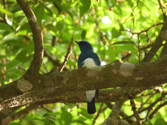 Cyanoptila cumatilis