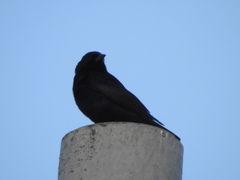 Molothrus rufoaxillaris