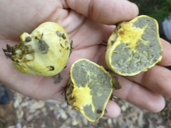 Truncocolumella citrina