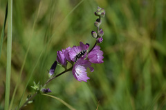 Sidalcea