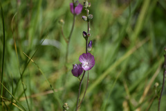 Sidalcea