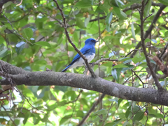 Cyanoptila cumatilis
