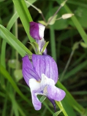 Linaria incarnata