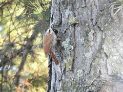 Lepidocolaptes angustirostris