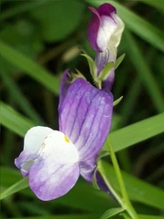 Linaria incarnata