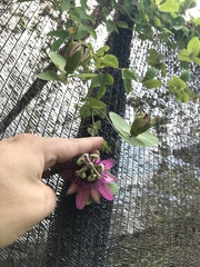 Passiflora picturata