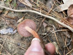 Laccaria trichodermophora