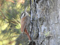 Lepidocolaptes angustirostris