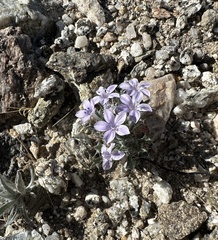 Langloisia setosissima setosissima