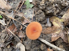 Laccaria trichodermophora