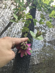 Passiflora picturata