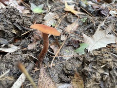 Laccaria trichodermophora