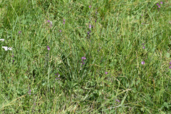 Sidalcea