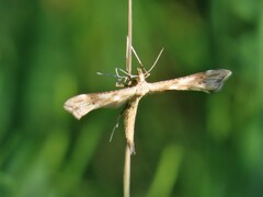Gillmeria pallidactyla