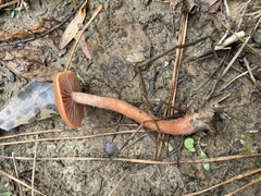 Laccaria trichodermophora