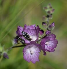 Acmaeodera