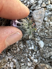 Langloisia setosissima setosissima