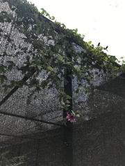 Passiflora picturata