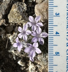 Langloisia setosissima setosissima