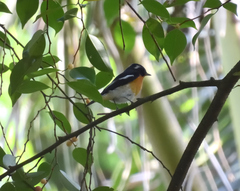 Ficedula mugimaki